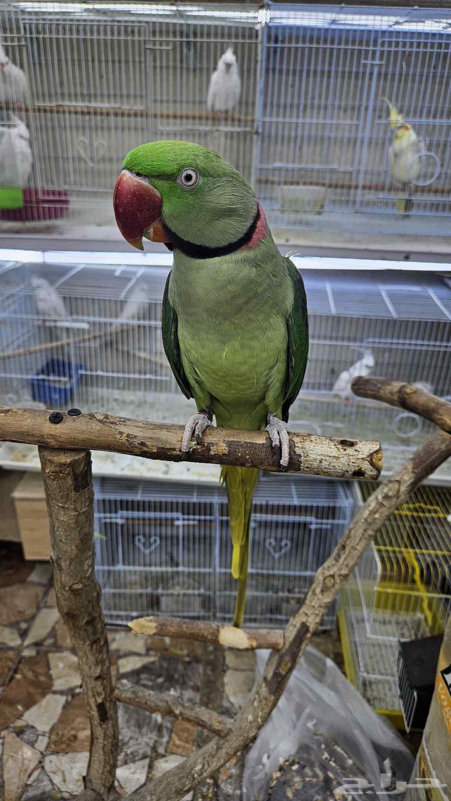 زوج دره نيبالي اليف64452563002883113