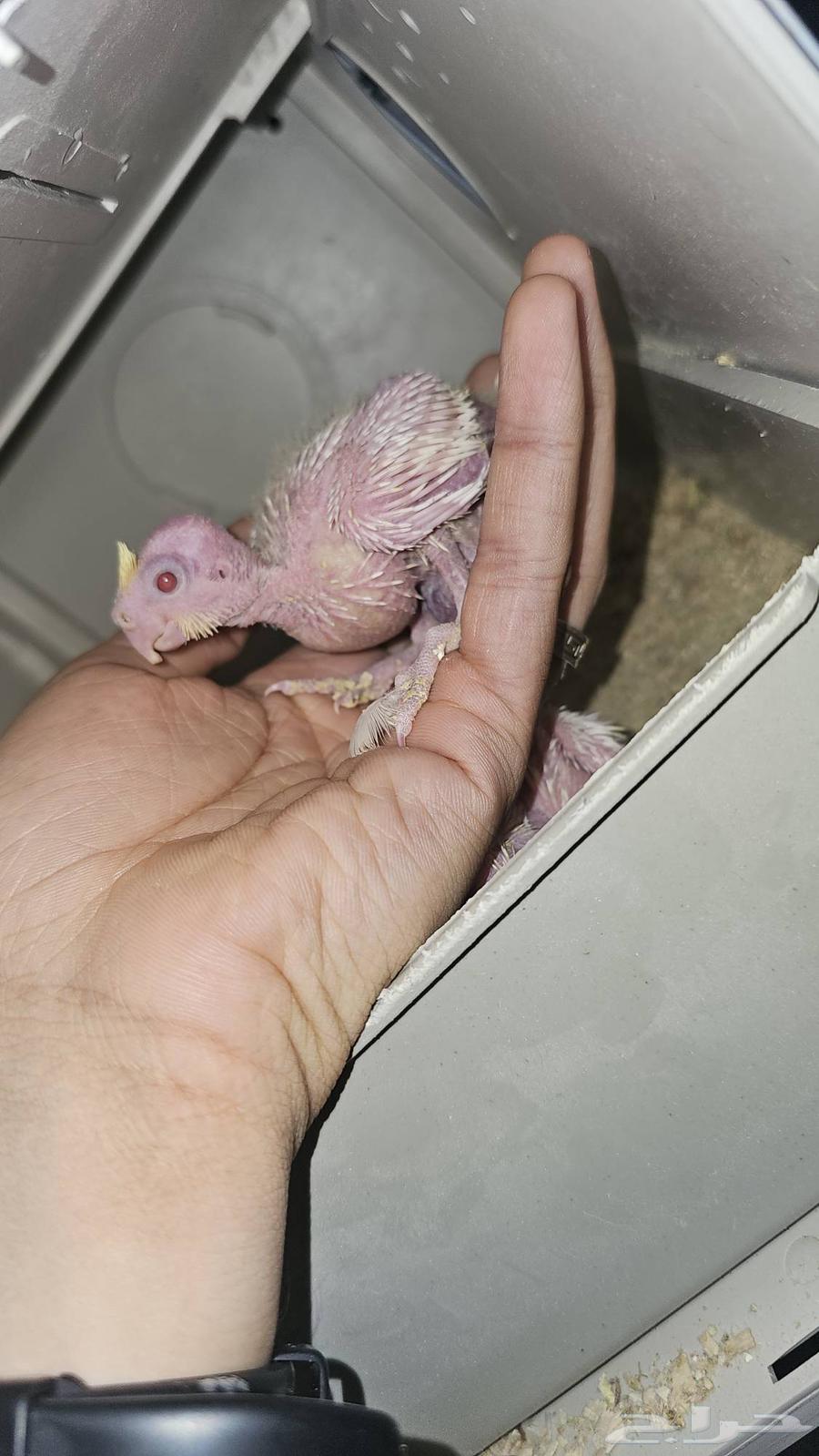 فروخ كروان ( تم البيع )64455058882561112