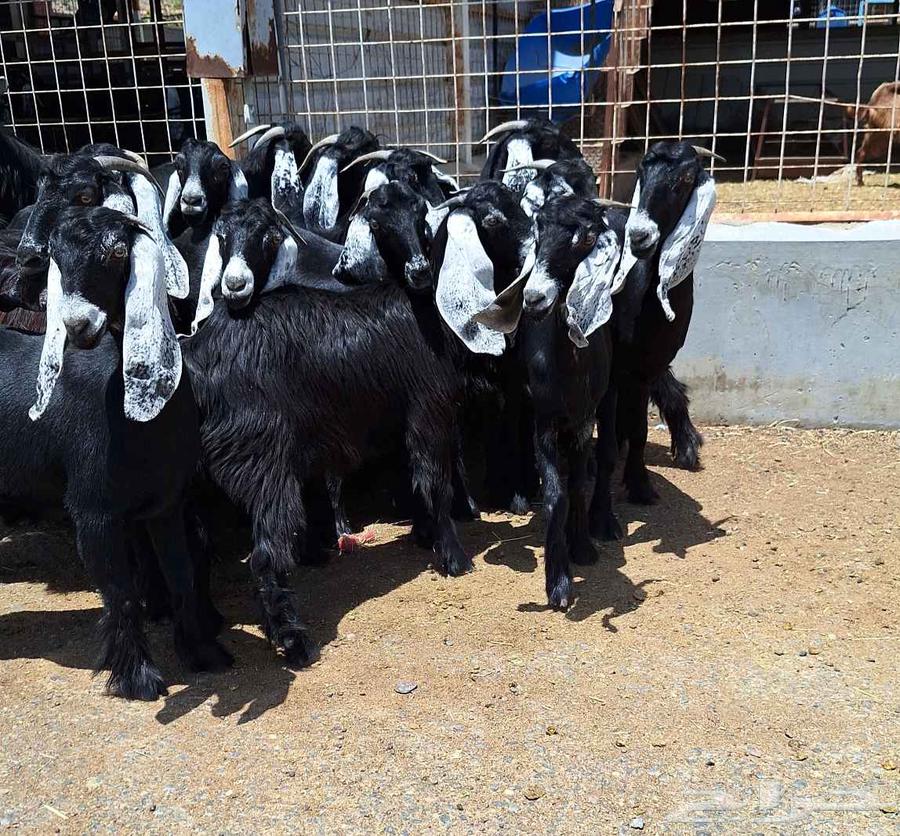 جفرات عوارض مراح دفيع العدد 18 با الفحل للقناي64451619597698114