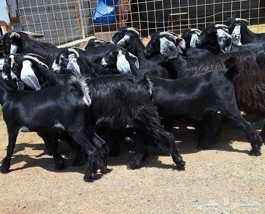 جفرات عوارض مراح دفيع العدد 18 با الفحل للقناي64451619597698111