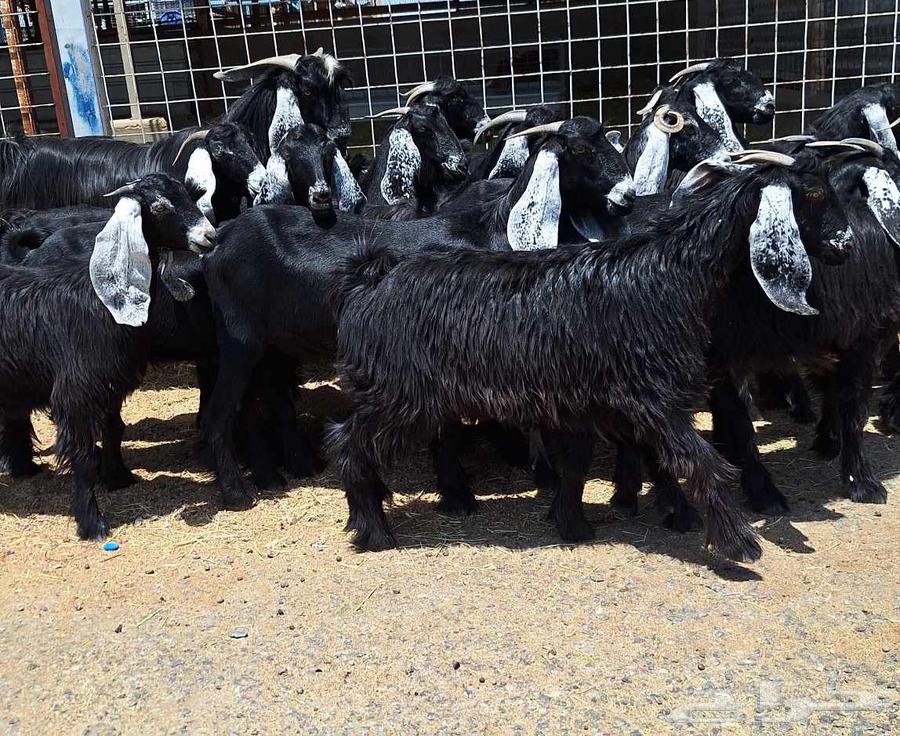 جفرات عوارض مراح دفيع العدد 18 با الفحل للقناي64451619597698113