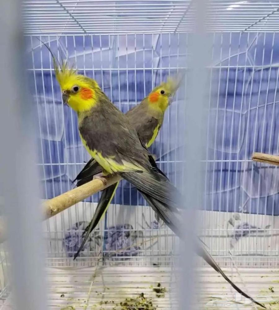 Hello, for sale a pair of old crowns with their holder64452429191809110