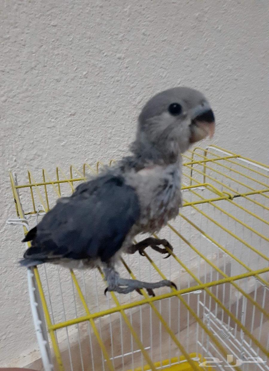 فرخ روز غر ( تم البيع )64454936522371111