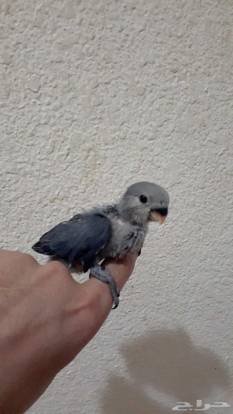 فرخ روز غر ( تم البيع )64454936522371110