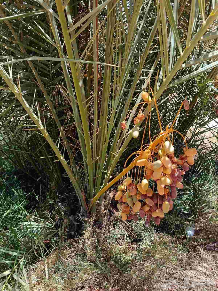 نخل للبيع نخل ثمر64451606395650110