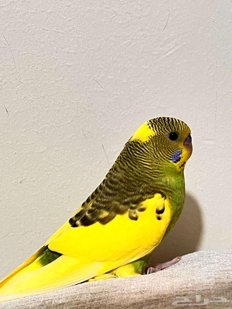 Exchange64451432426370113