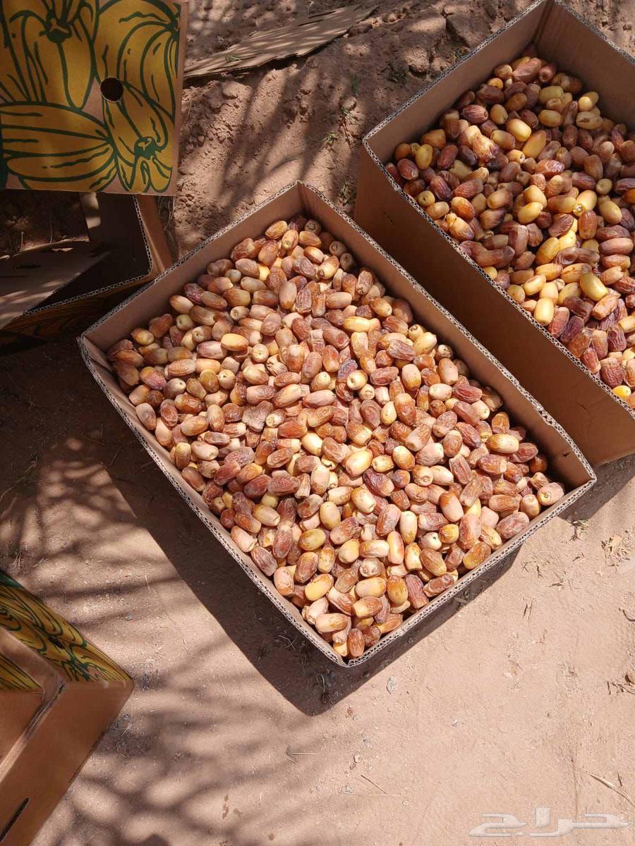 Tamr Saq'i64453120633473113