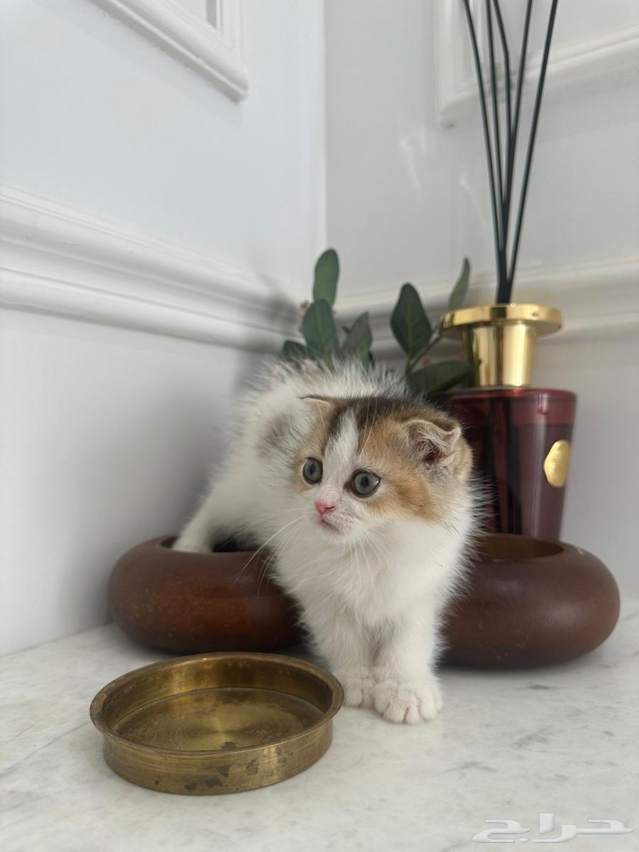 قطط للبيع64455921533825110