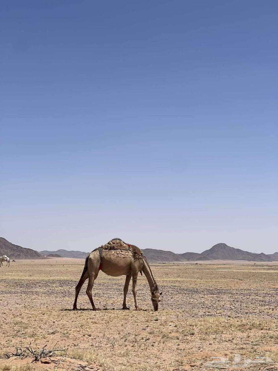 للبيع انياق لقحات64431767849345113