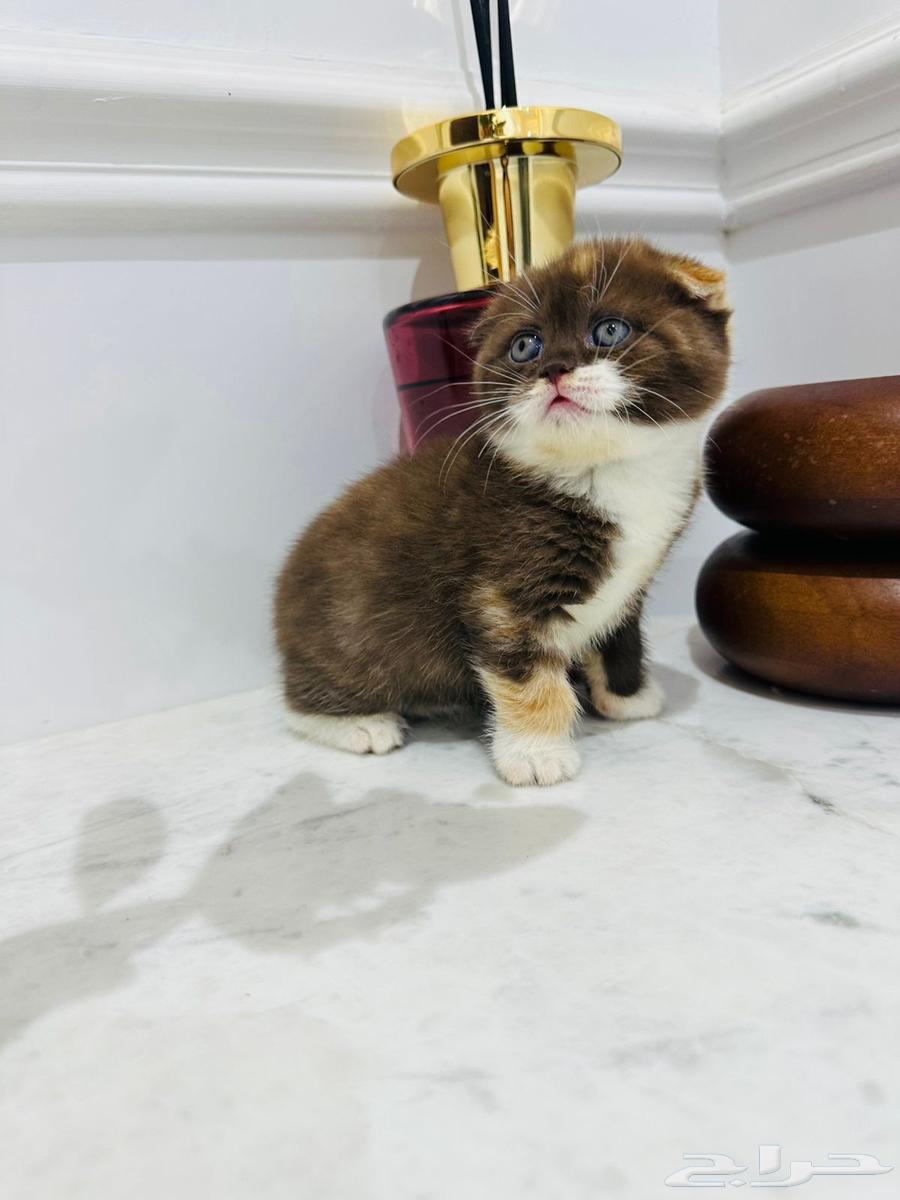 قطط للبيع64455921533825113