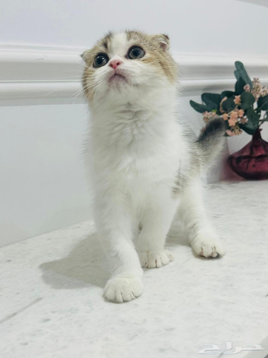 قطط للبيع64455921533825111