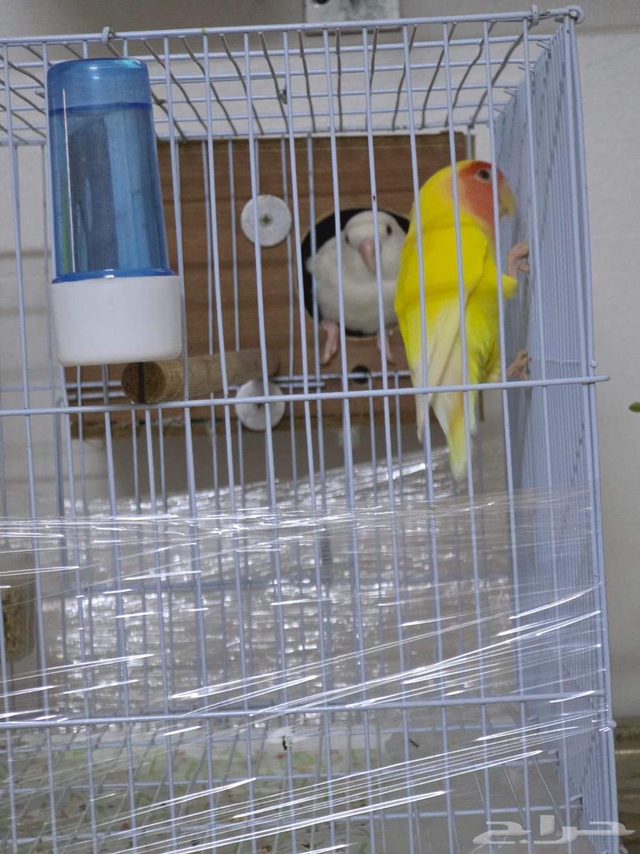 Bird of the Day64454811947393111