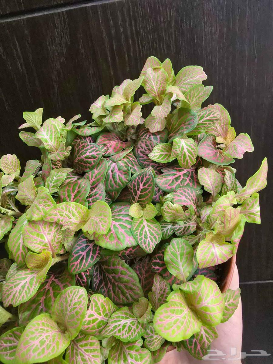 نبات الفيتونيا64453613987586114