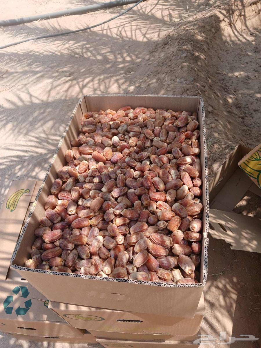 Tamr Saq'i64453120633473111