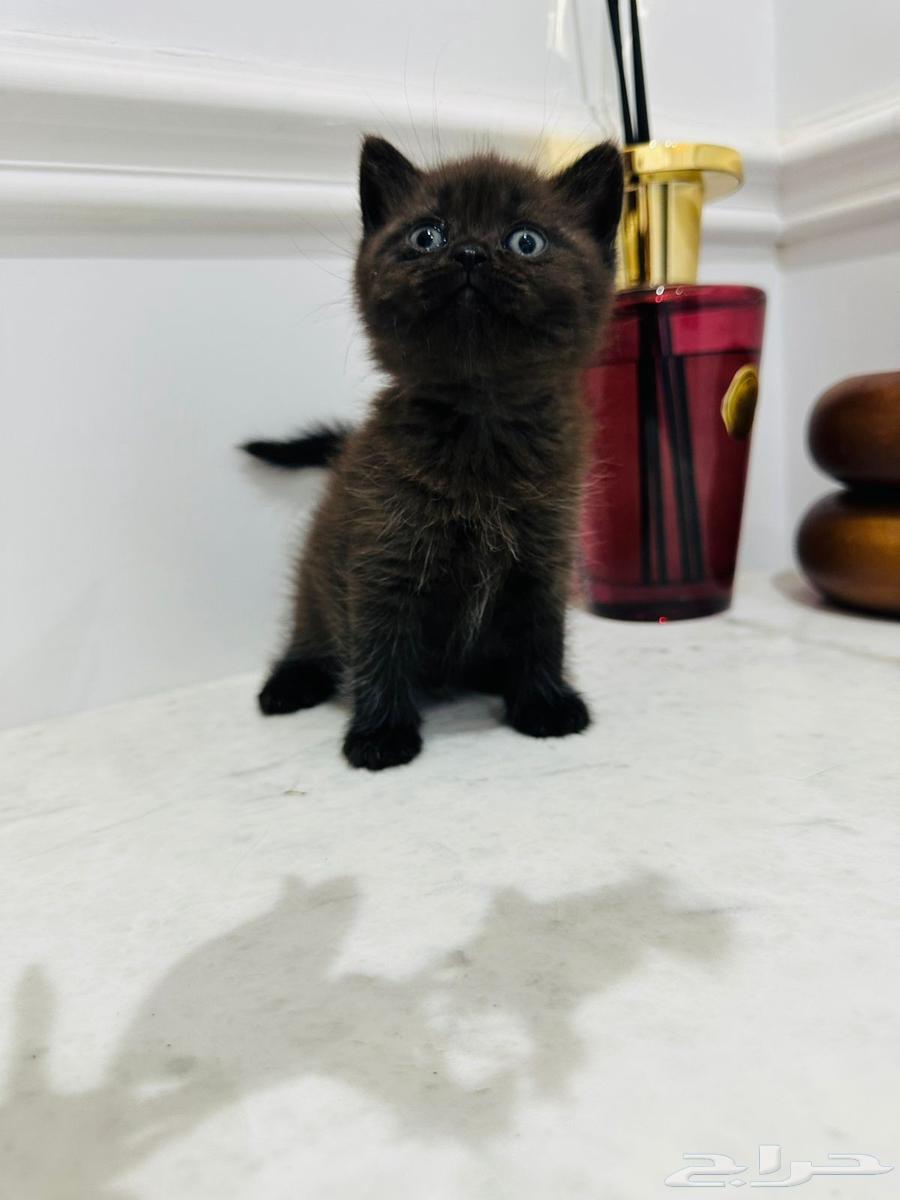 قطط للبيع64455921533825114