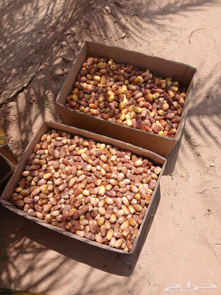 Tamr Saq'i64453120633473112