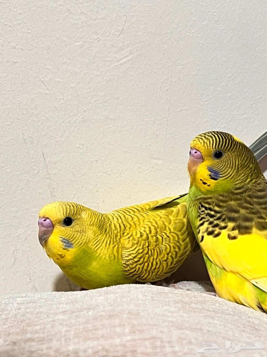 Exchange64451432426370111