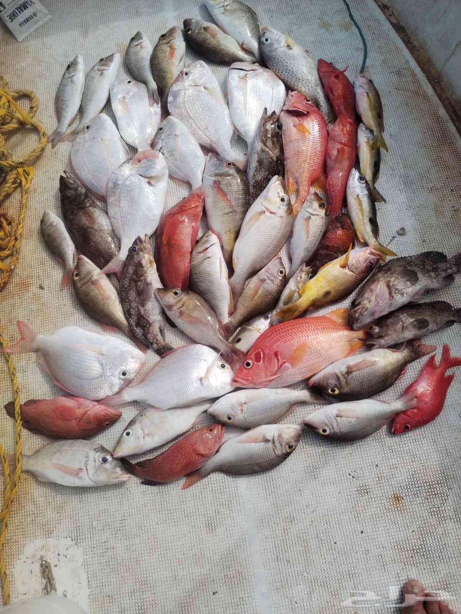 Private 8+ Hour Boat Trip for Adventure and Relaxation64452766408705112