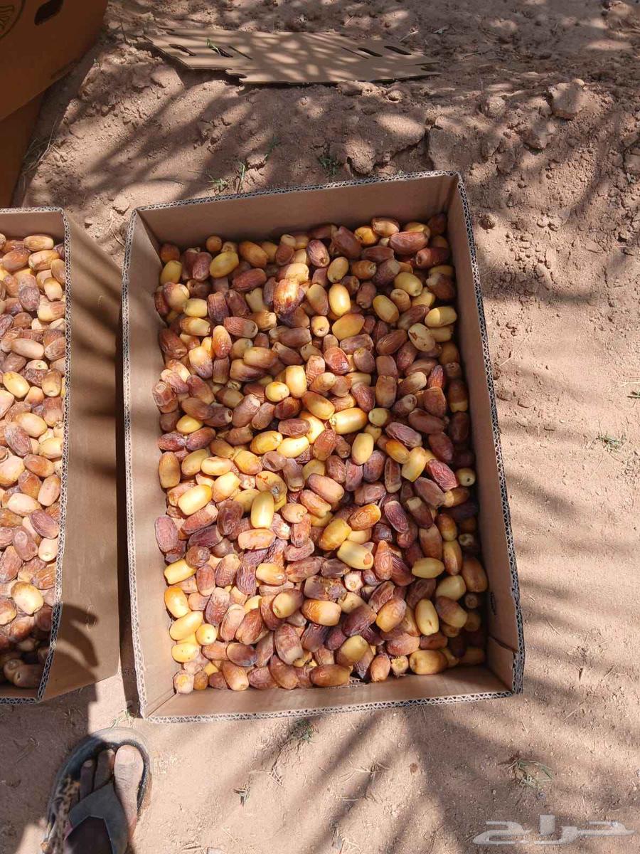 Tamr Saq'i64453120633473114