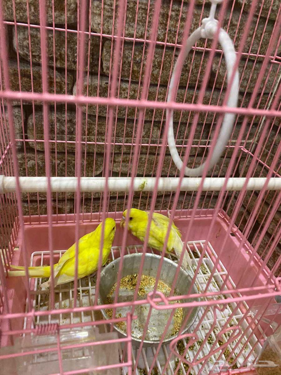 طيور بادجي للبيع 3 خضر و 2 صفر منتجات64453544921603111