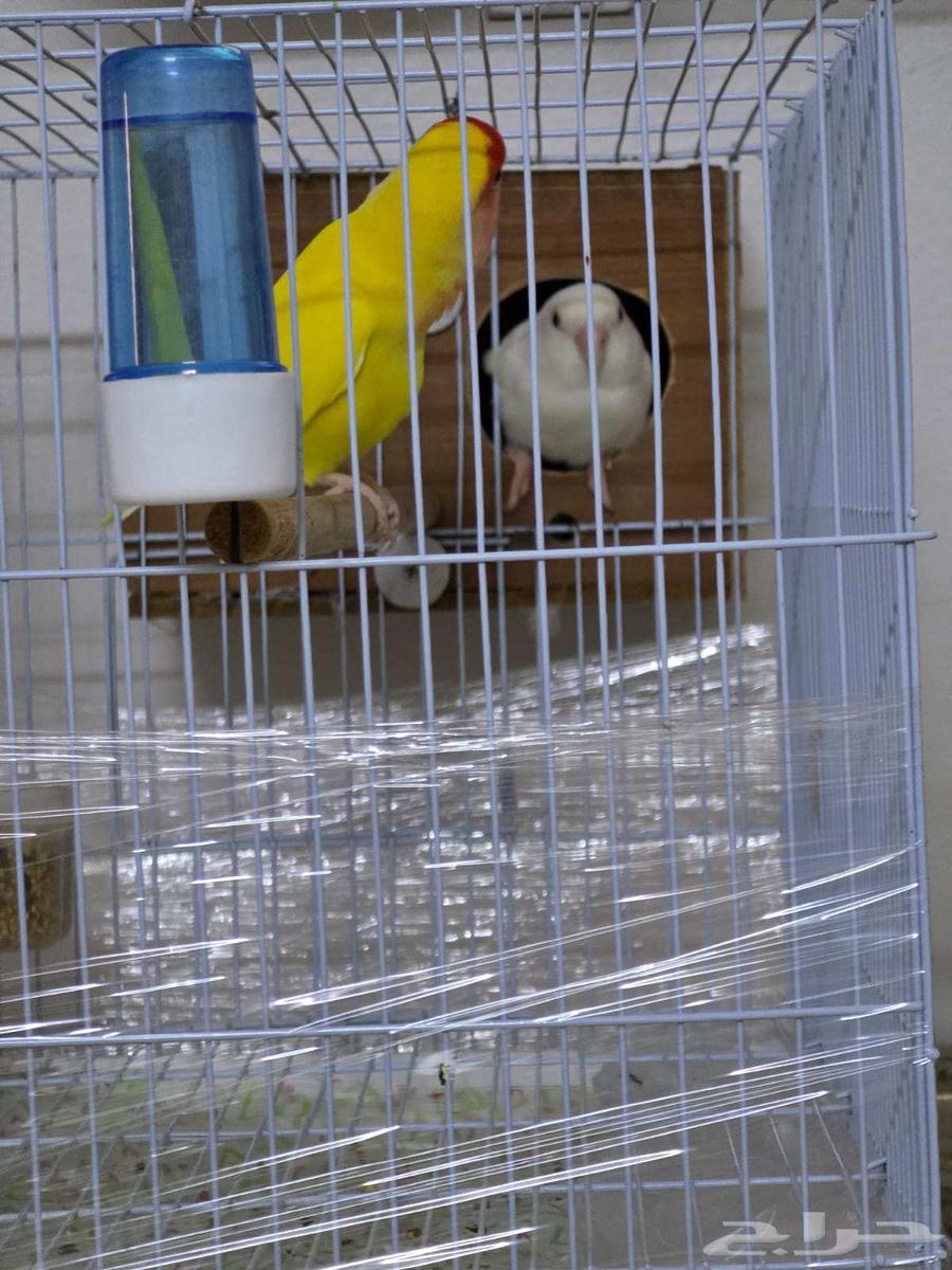 Bird of the Day64454811947393110