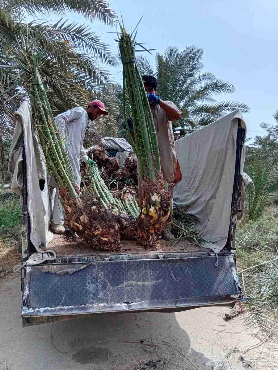 نخل مثمر للبيع نقايل جثايث نخيل خلاص صقعي مجدول هلالي برحي64454468279042111