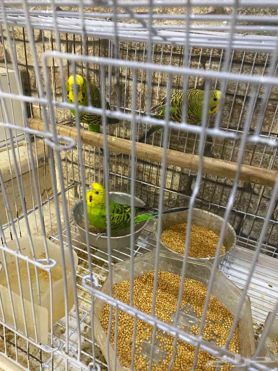 طيور بادجي للبيع 3 خضر و 2 صفر منتجات64453544921603110