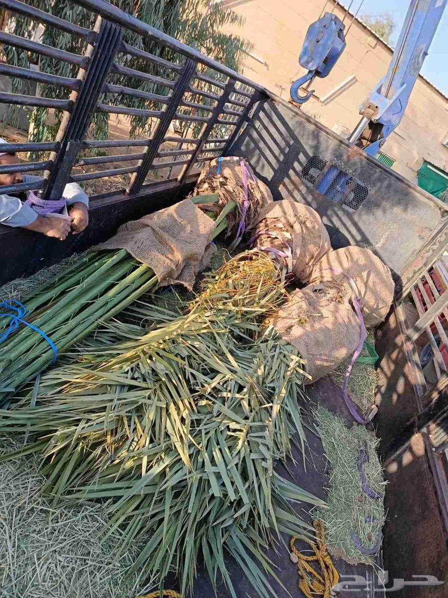 نخل للبيع نخل ثمر64451606395650112