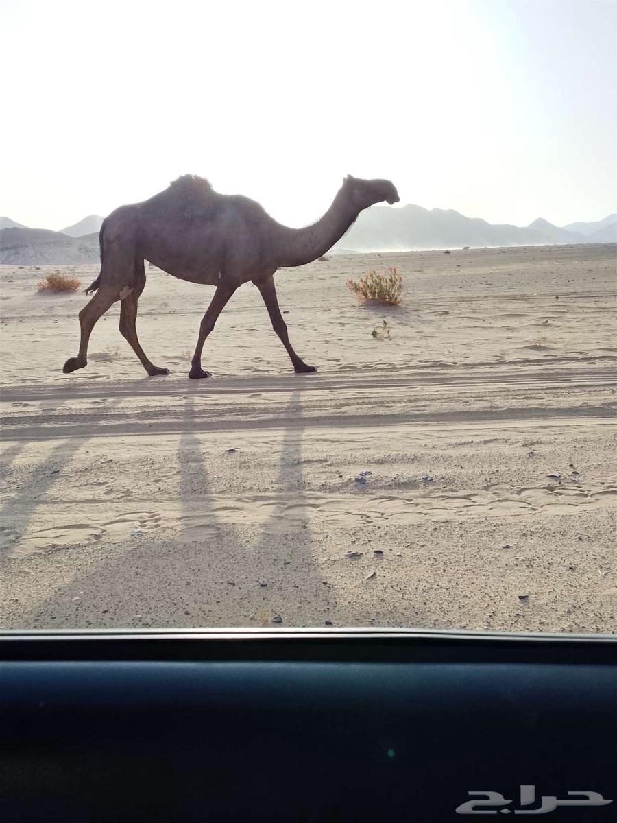 ناقه للبيع كفوو64452156994051112