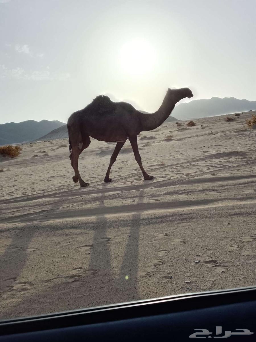 ناقه للبيع كفوو64452156994051110