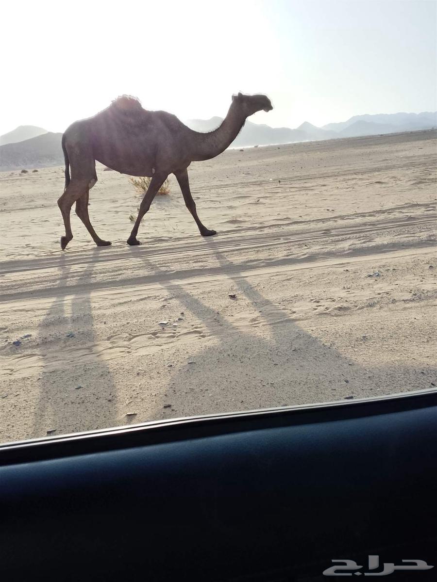 ناقه للبيع كفوو64452156994051111