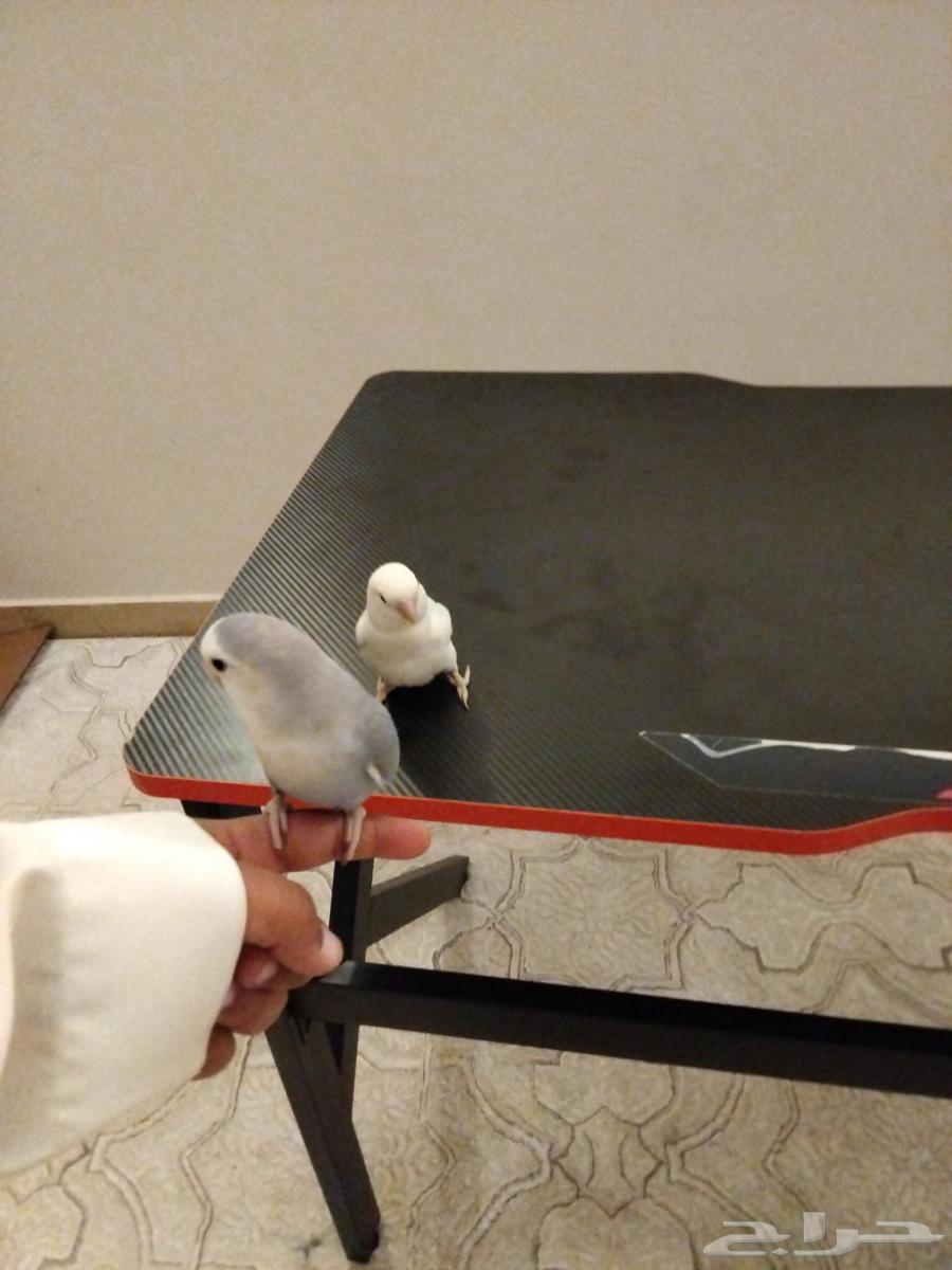 روز هدد اليف تم البيع64454618986114111