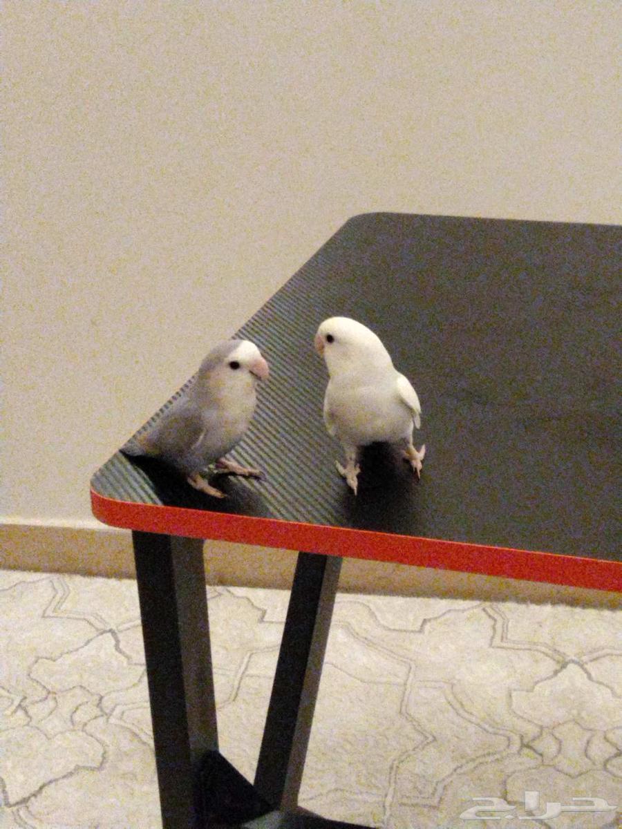 روز هدد اليف تم البيع64454618986114110