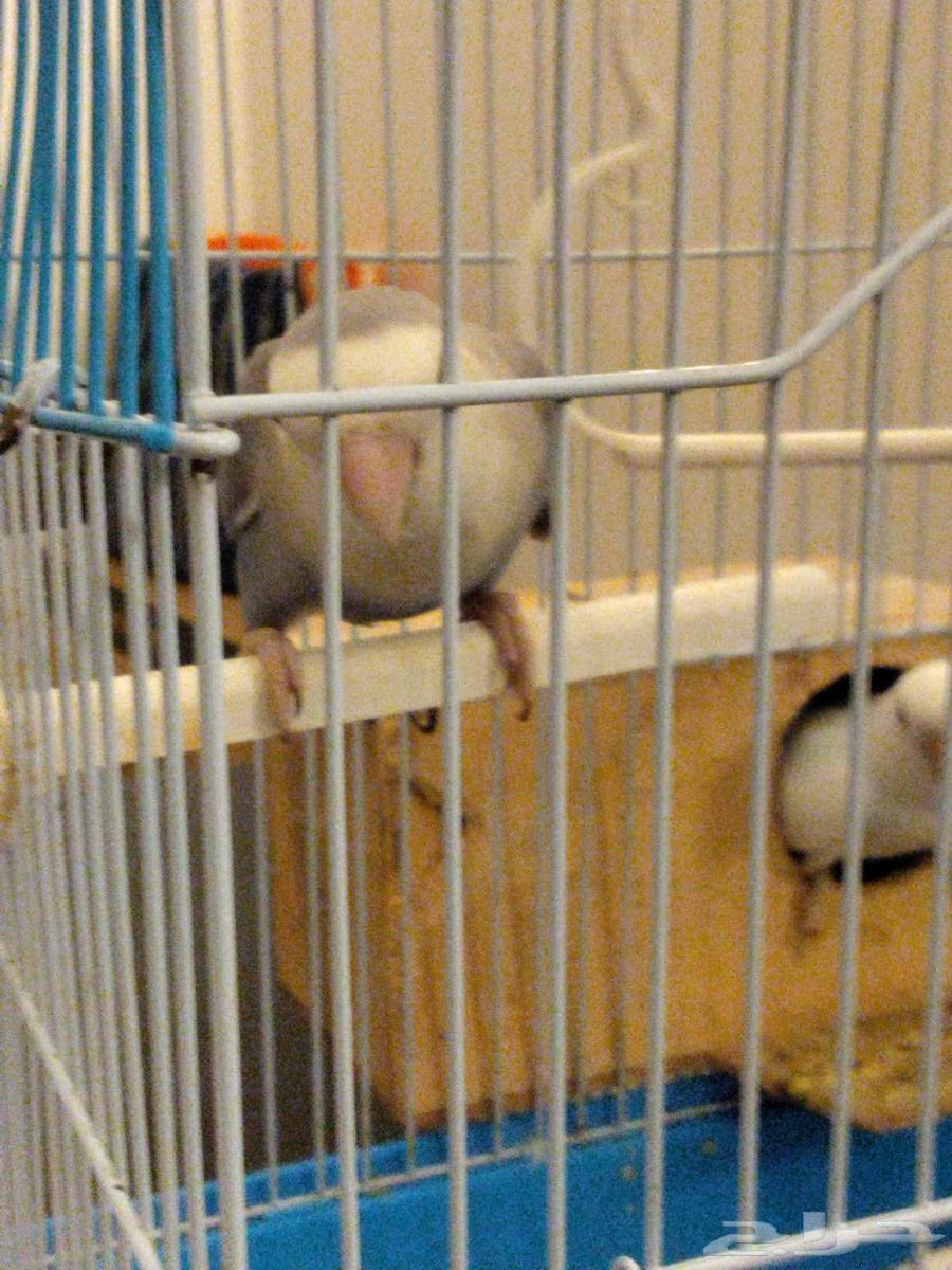 روز هدد اليف تم البيع64454618986114114