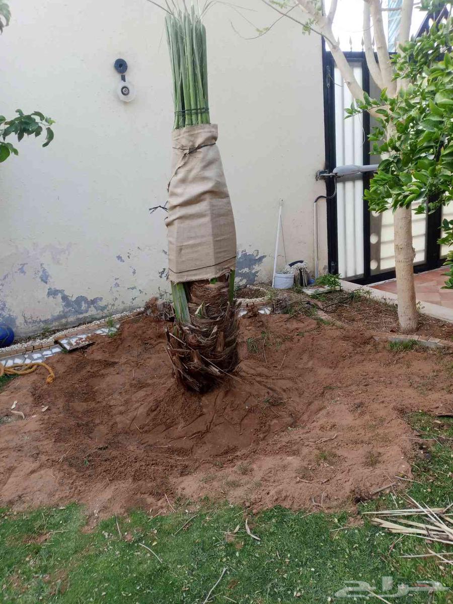 نخل مثمر للبيع نقايل جثايث نخيل خلاص صقعي مجدول هلالي برحي64454468279042112