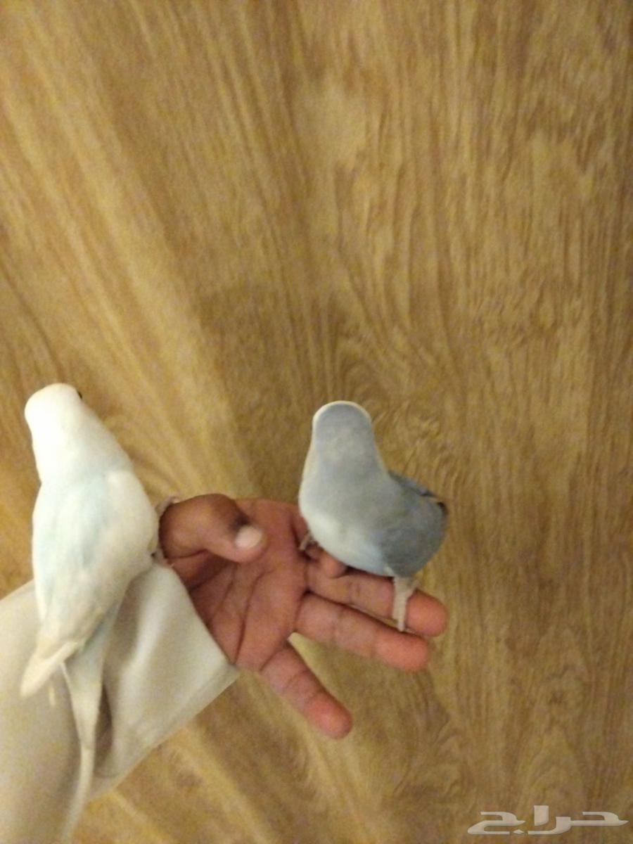 روز هدد اليف تم البيع64454618986114112