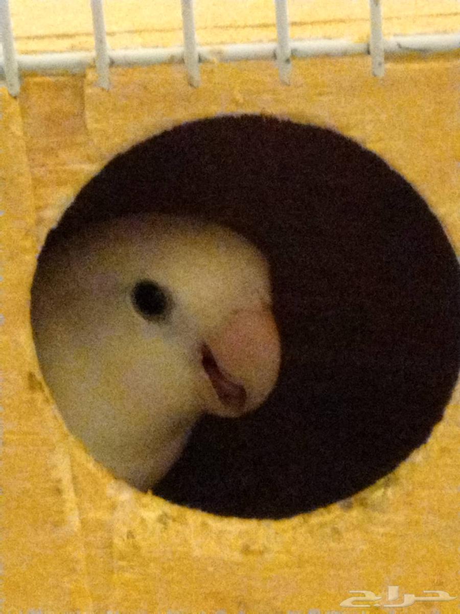 روز هدد اليف تم البيع64454618986114113