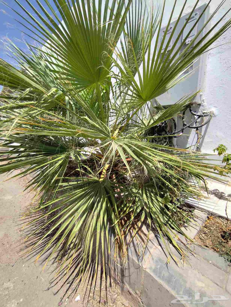 نخل واشنطني عمر 3 سنوات64451056310018110