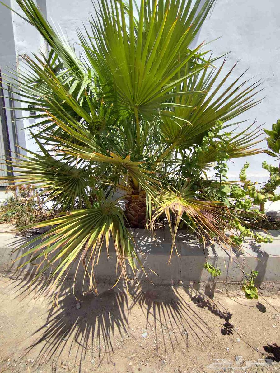 نخل واشنطني عمر 3 سنوات64451056310018111