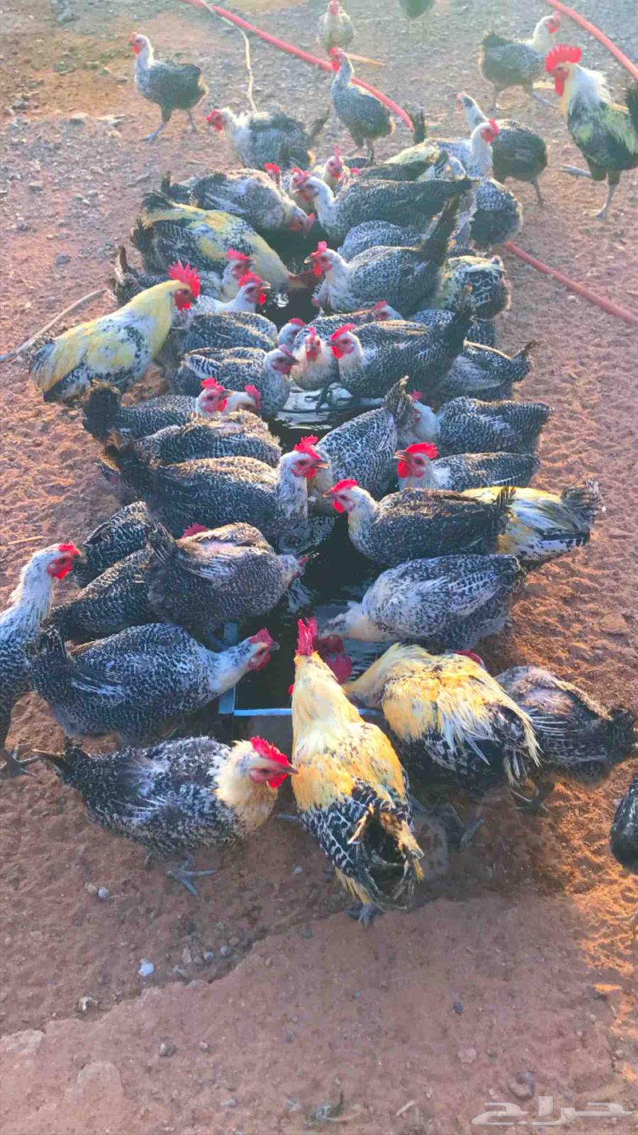 دجاج فيومي شبابي بياض دم صافي64453820067073113