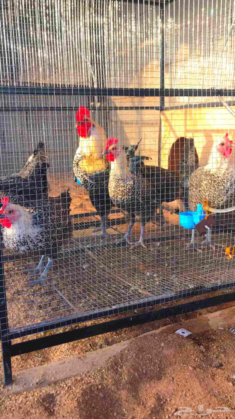 دجاج فيومي شبابي بياض دم صافي64453820067073114