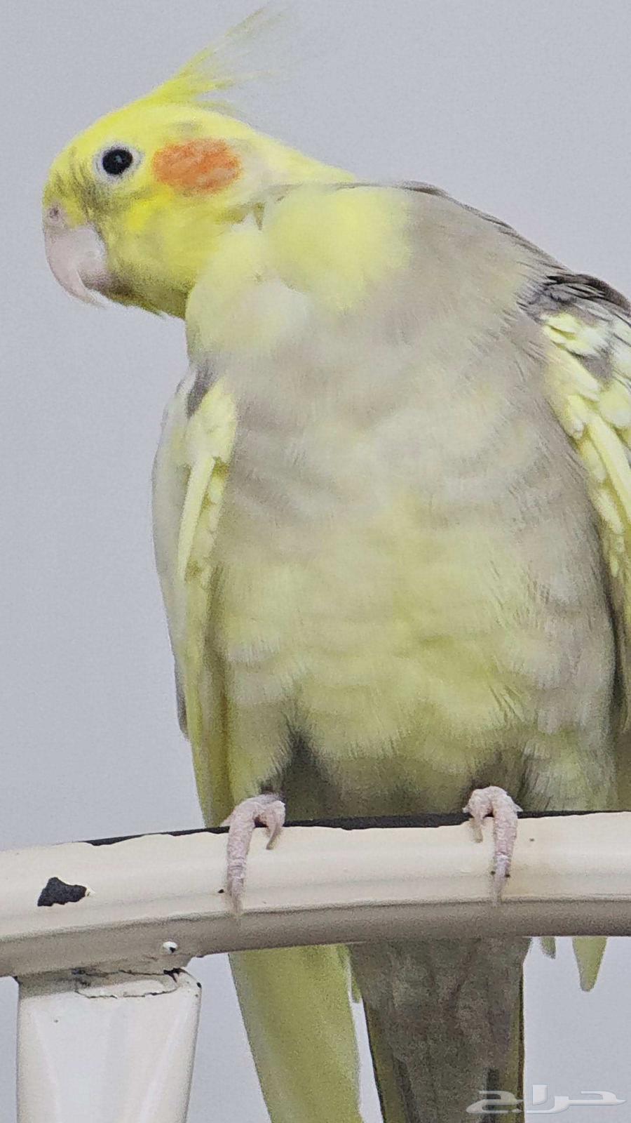 ببغاء كوكتيل للبيع جازان64451956635651111