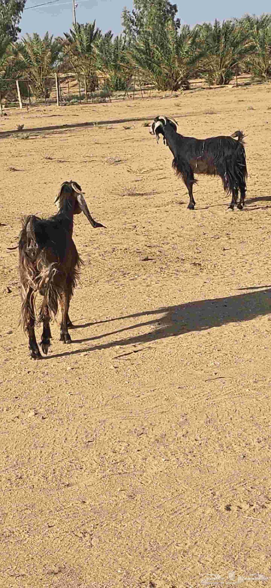 معزاء للبيع. الحمراء بها ضعف وسليمات64451217485955110