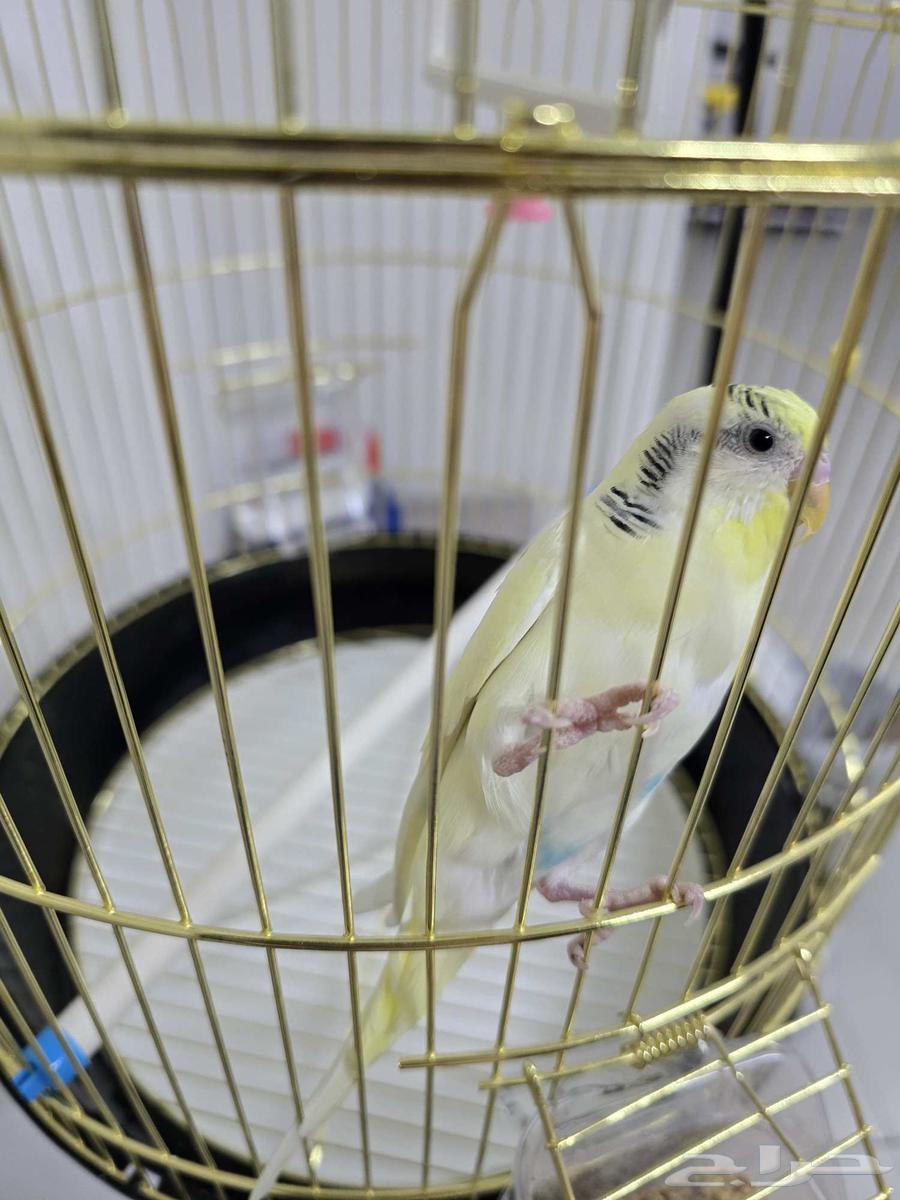 حيوانات اليفه64454963923586113