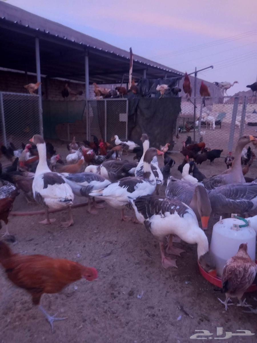 وز بلدي منتج عدد 19 حبه64450637731457110