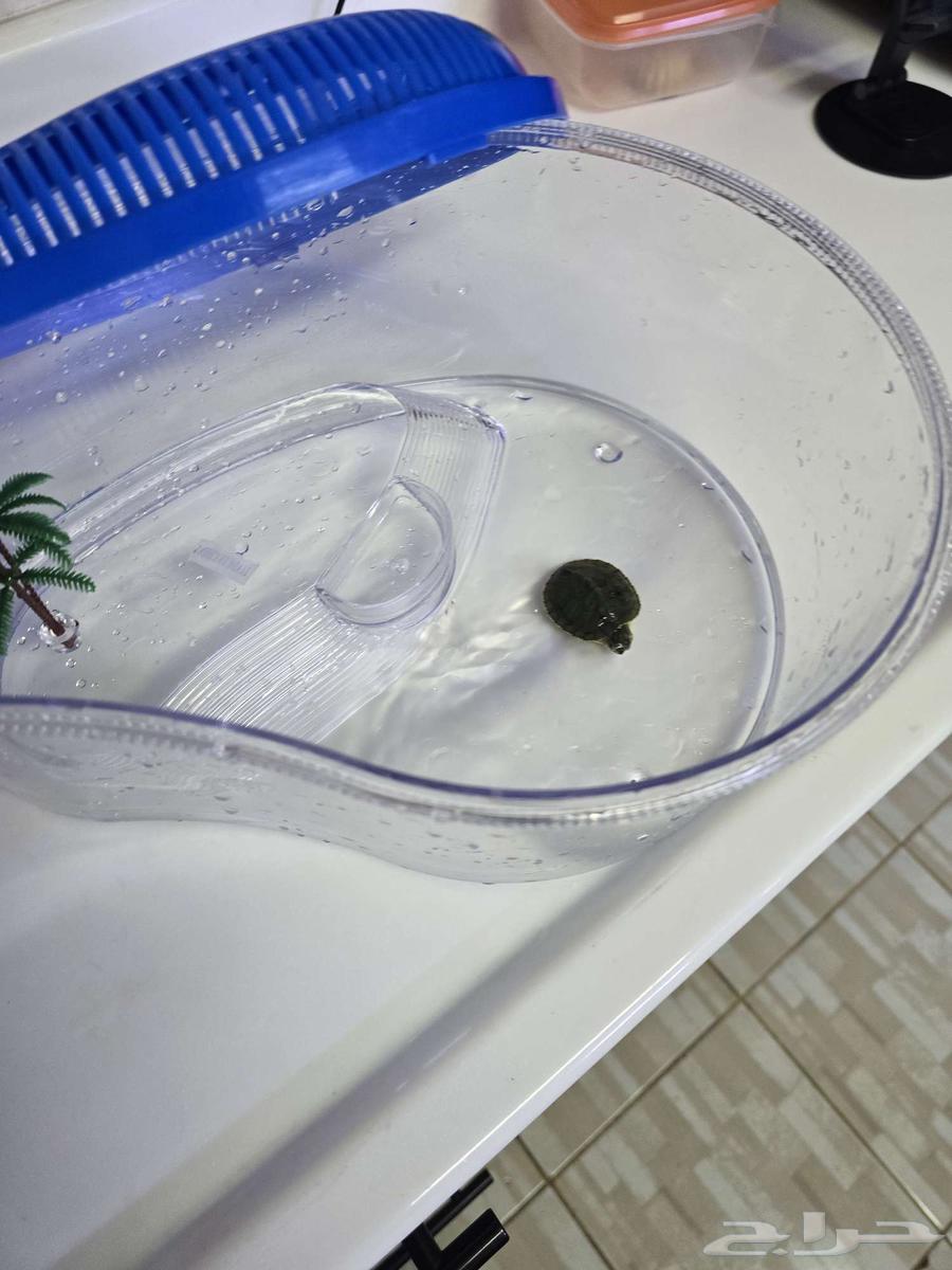 حيوانات اليفه64454963923586114