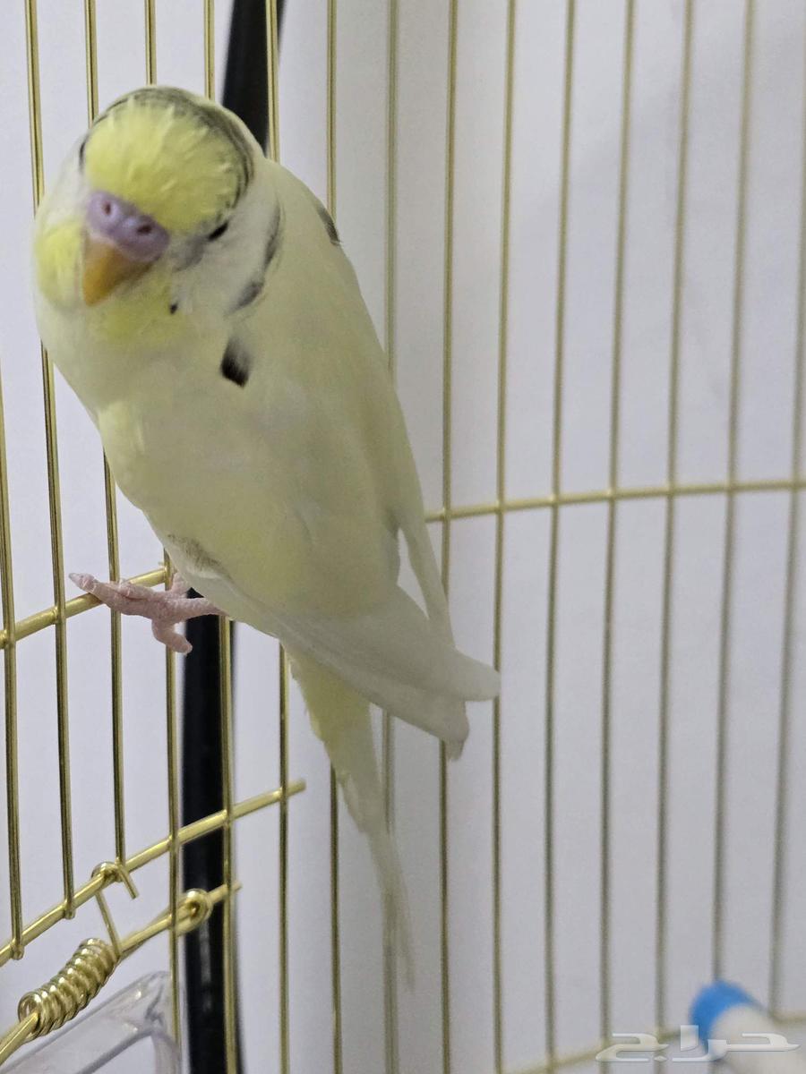 حيوانات اليفه64454963923586110