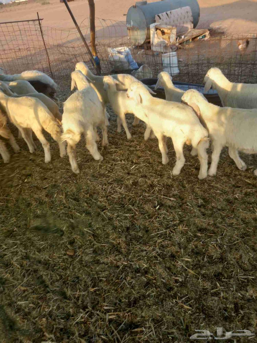 For sale, one healthy and good-quality batch of sheep, condition applies64455673185281111