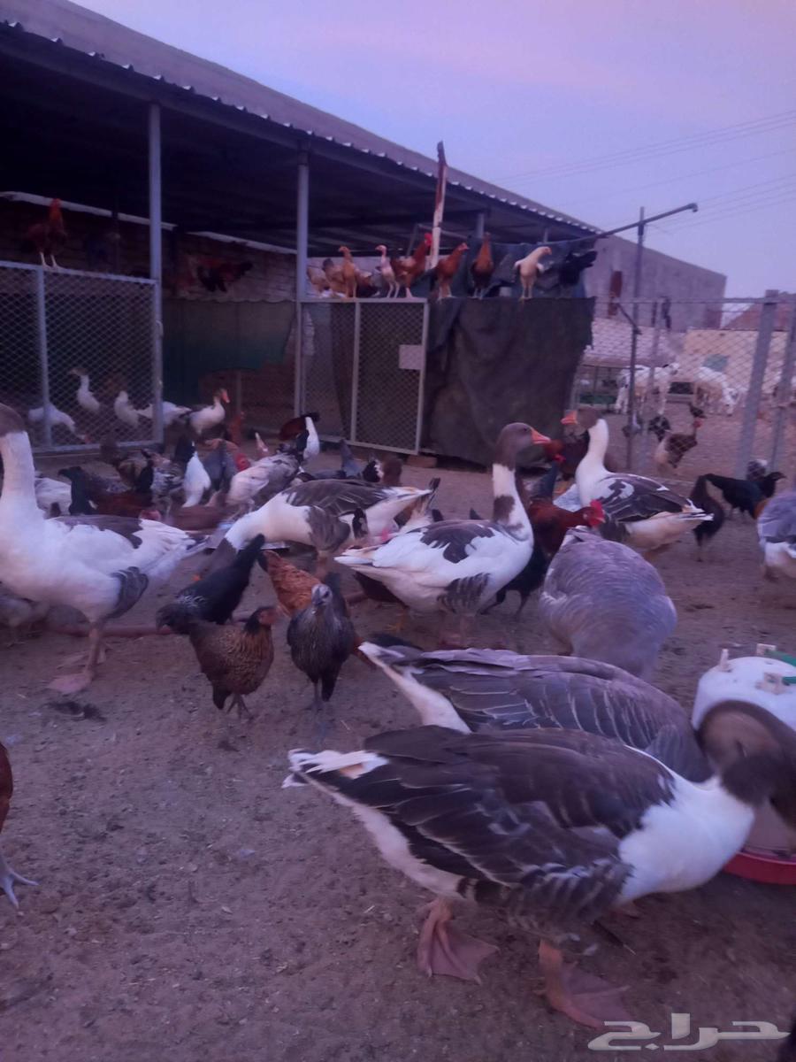 وز بلدي منتج عدد 19 حبه64450637731457111