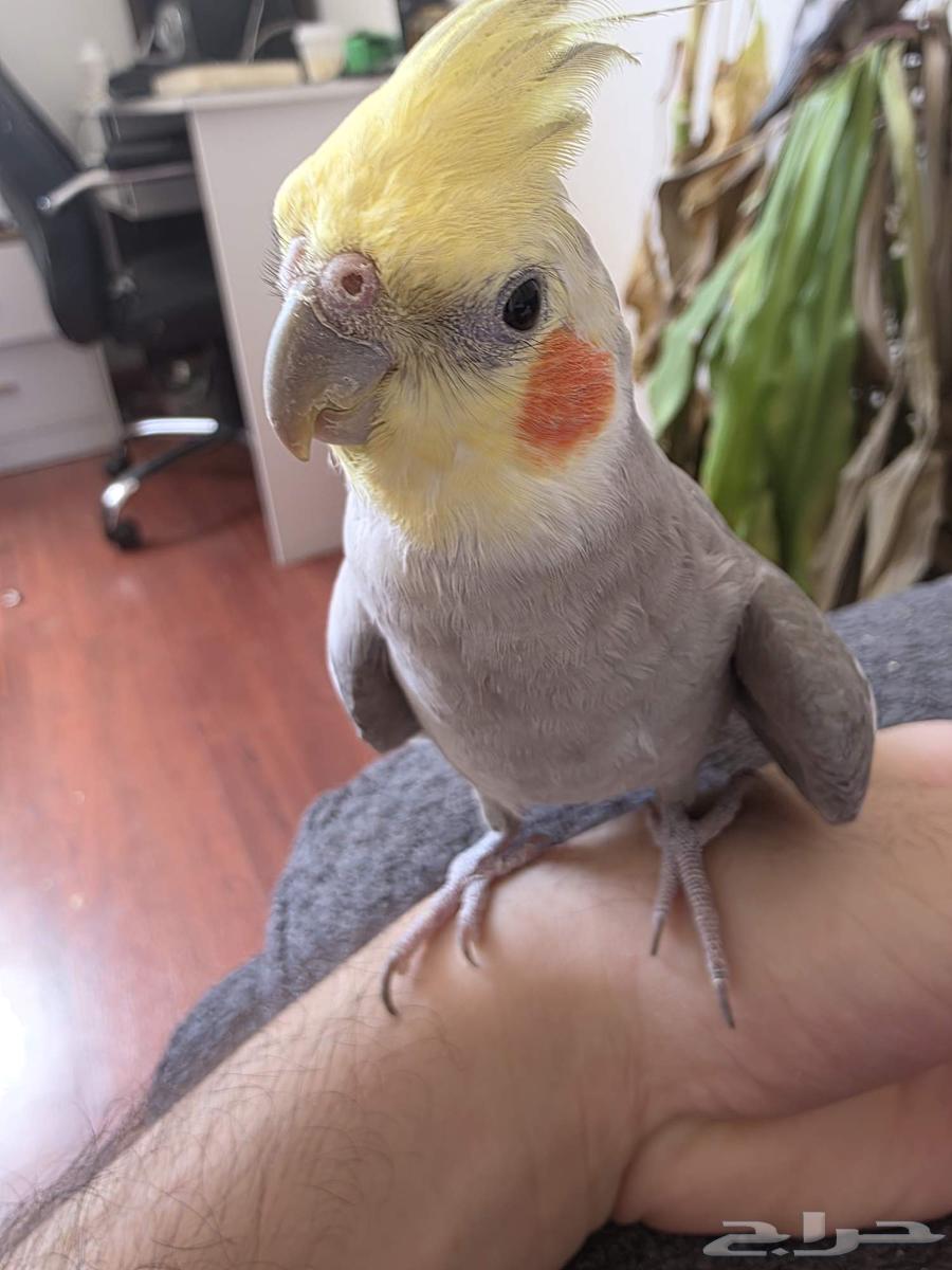 كروان اليف64454137681409113